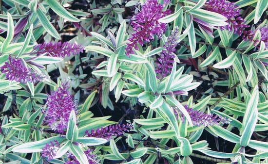 Hebe 'Orphan Annie' 6" Pot features green and white variegated leaves and dense clusters of small purple flowers, thriving beautifully in its container.
