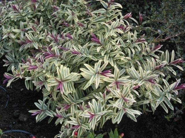 Hebe 'Orphan Annie' 6" Pot features elongated green leaves with cream edges and clusters of reddish-purple buds, perfect for adding vibrant color to your garden.