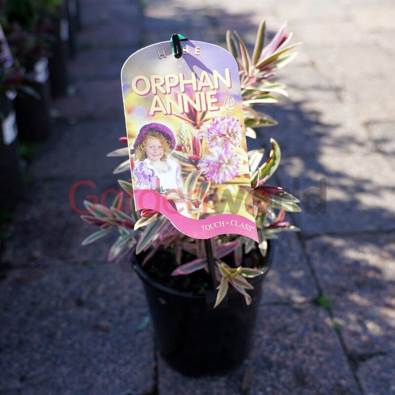 A Hebe 'Orphan Annie' 6" Pot with variegated leaves and a label featuring a photo of a young girl is displayed on a paved outdoor surface.