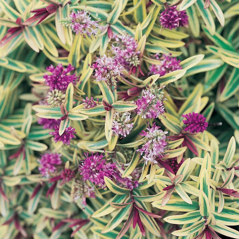 Hebe 'Orphan Annie' 6" Pot showcases green and yellow variegated leaves and clusters of small purple flowers, densely packed in a 6-inch pot.