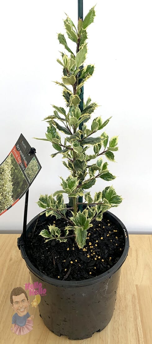An Ilex 'Silver Hedgehog' English Holly in an 8" pot, featuring green leaves with white edges and a support stake, is displayed on a wooden surface against a plain white background.