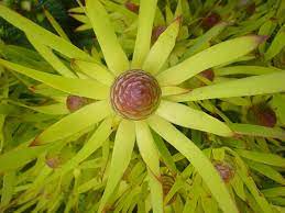Leucadendron 'My Stars'