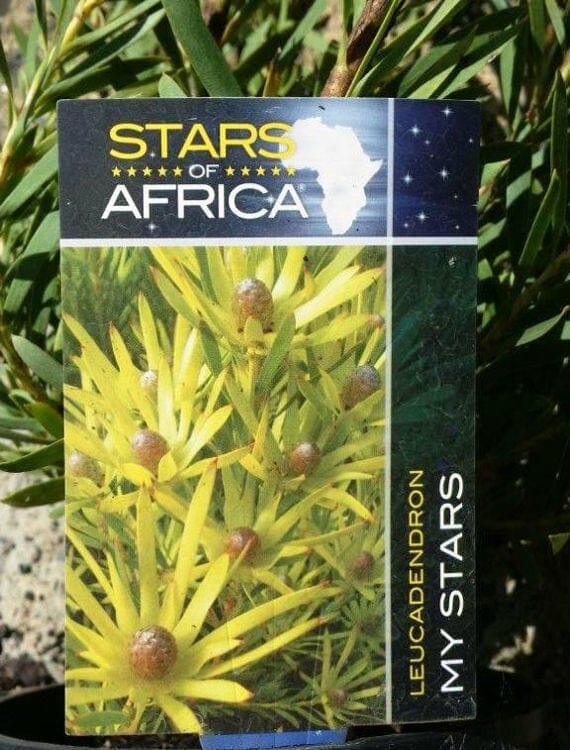Leucadendron 'My Stars'