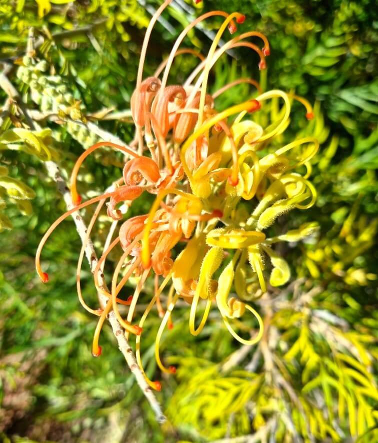 Close-up of Grevillea 'Loopy Lou' flower with yellow and orange curled petals and green foliage in the background.