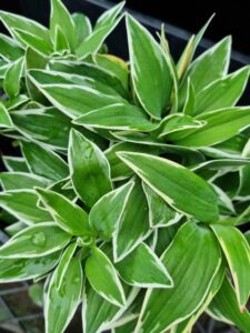 Close-up of an Alstroemeria 'Katiana' Princess Variety in a 7" pot, displaying green leaves with white edges and pointed tips, some adorned with water droplets.