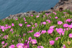 Carpobrotus 'Hot Pink' Pig Face features bright pink ice plant flowers and fleshy green leaves, thriving along rocky coastlines above blue ocean water.