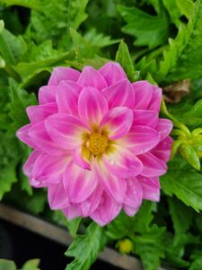 A close-up of Dahlia Dalina® Grande 'Cozumel' in a 6" pot, highlighting its vivid pink petals with a yellow center, surrounded by lush green leaves.