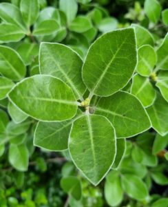 A close-up of five veined green Pittosporum 'Stephen's Island' leaves in a cluster, with additional foliage visible in the background.
