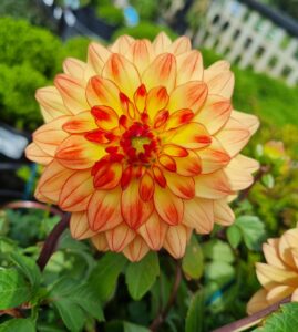 A close-up of Dahlia Dalina® 'Maxi Tequila' with yellow petals and red tips, blooming amid green foliage in a garden. Perfect for growing in a 6" pot.