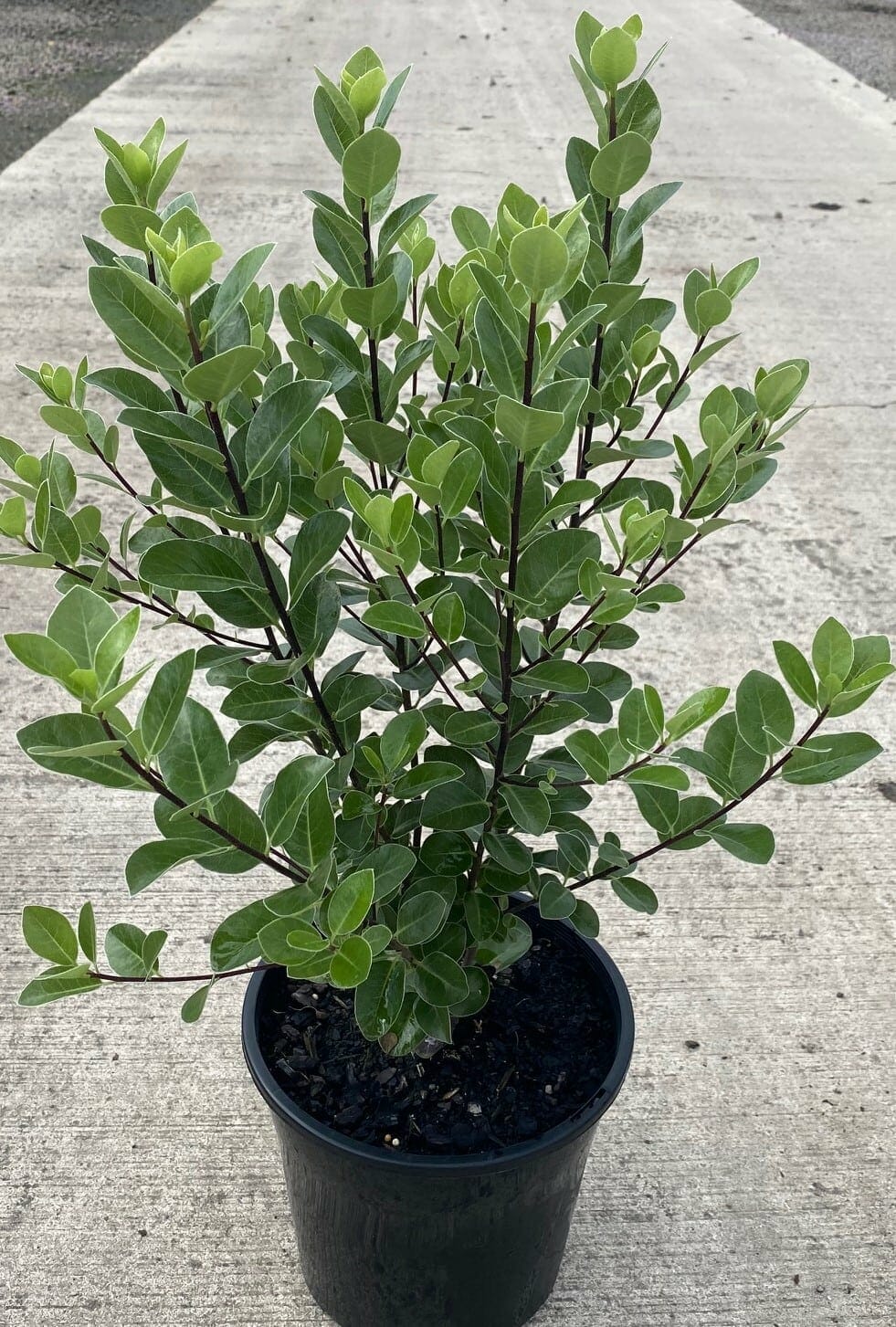Pittosporum 'Stephen's Island' 8" Pot