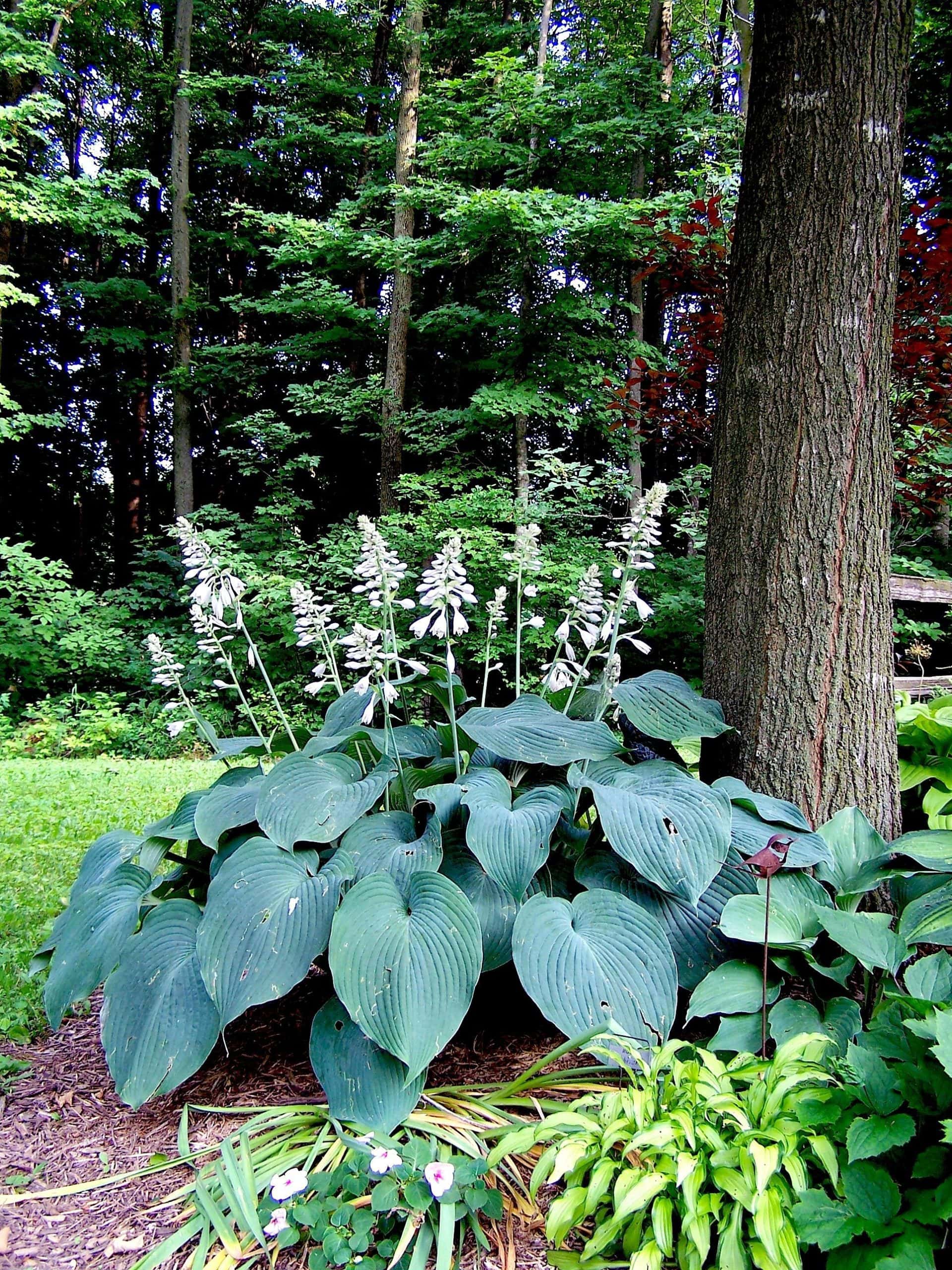 Hosta 'Blue Angel' 6" Pot features broad leaves and tall flower stalks, thriving in shaded gardens near trees or forested areas. Perfect for growing in a 6" pot or planting directly into your landscape.