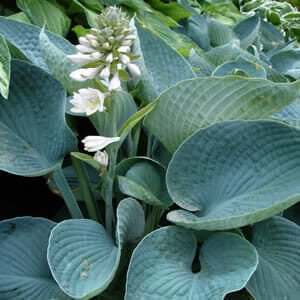 Close-up of a lush Hosta 'Blue Angel' 6" Pot, showcasing large, textured blue-green leaves and small white flower clusters.