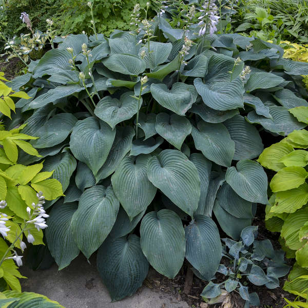 The Hosta 'Blue Angel' 6" Pot features broad, heart-shaped blue-green leaves and tall flower stalks, creating a striking focal point among garden foliage.