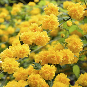 In a 6" pot, the Kerria 'Japanese Marigold' blooms with vibrant yellow dense, round petals amidst lush green leaves.