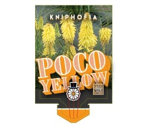Plant tag showing yellow Kniphofia 'Poco™ Yellow' flowers in a 6" pot, with the text "Kniphofia 'Poco™ Yellow'" and a logo of a daisy wearing a top hat.