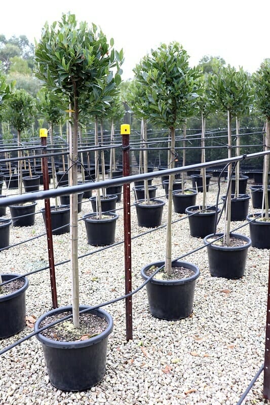 Rows of Laurus 'Miles Choice' Bay Tree (Standard 1.8m) in 16'' pots are arranged on gravel with drip irrigation, displayed in a nursery setting.