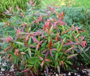 A Leucothoe 'Burning Love™' shrub with slender green and red leaves grows among small rocks, set against a lush backdrop of greenery.