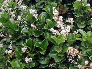 Ligustrum 'Japanese Privet' in a 6" pot features dense green leaves and clusters of small white flowers on bushy stems, bringing vibrant charm to any space.