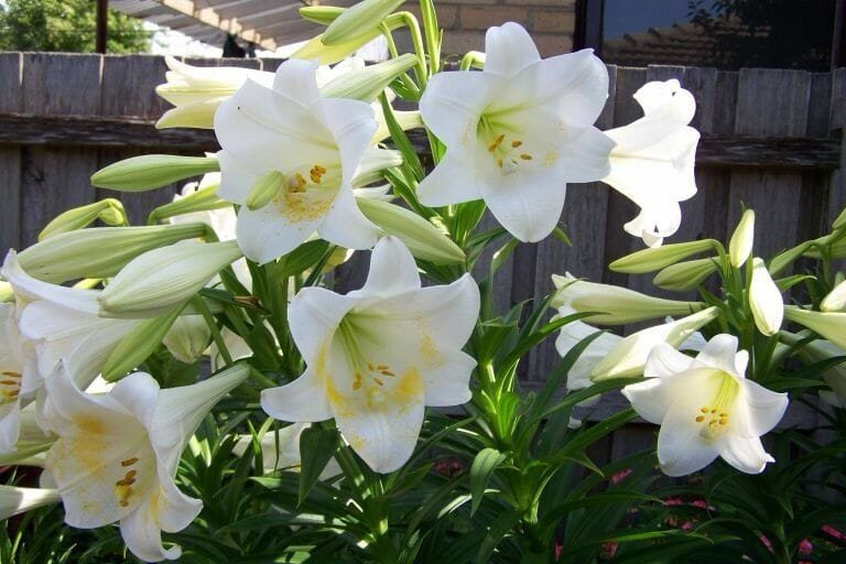 Lilium 'November Lily' blooms with elegant white flowers and yellow stamens among green leaves in an outdoor garden. Ideal for patios, this beautiful plant flourishes in the included 8'' pot.