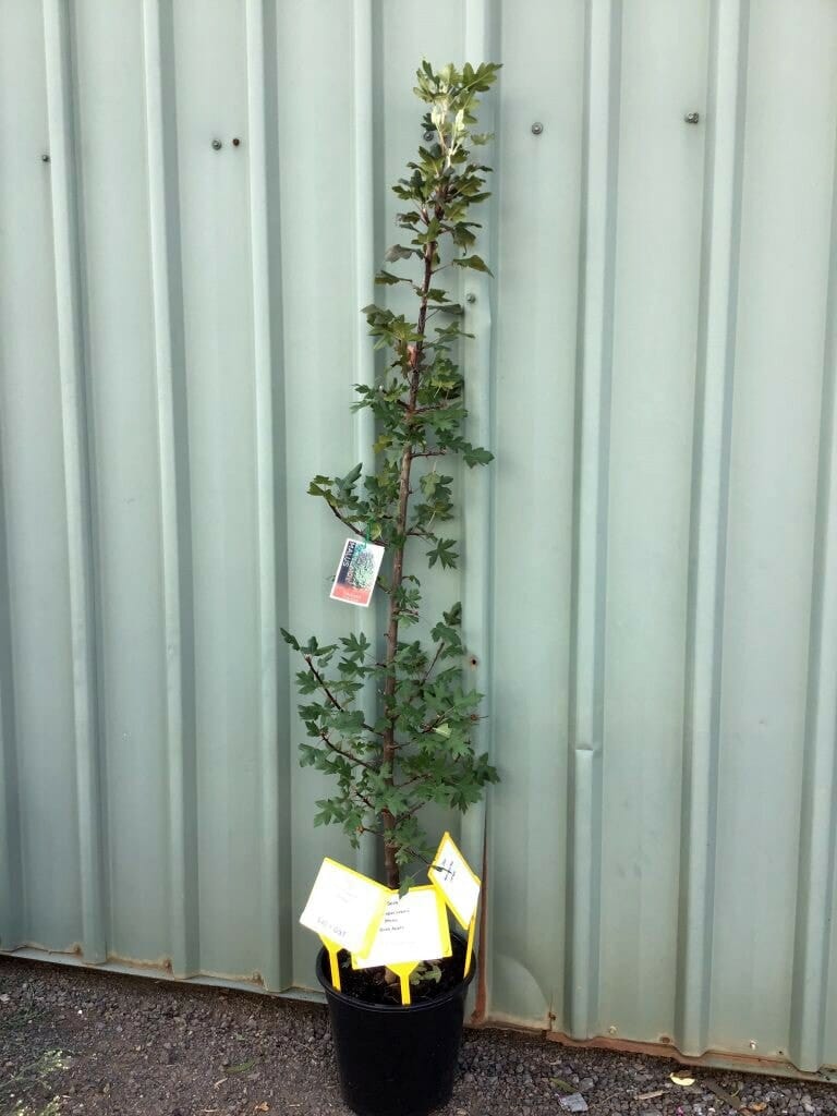 A Malus trilobata 'Lebanese' Crab Apple in a 13" pot, with green leaves, stands in front of a corrugated metal wall; three yellow tags and a photo label are attached to the pot and stem.