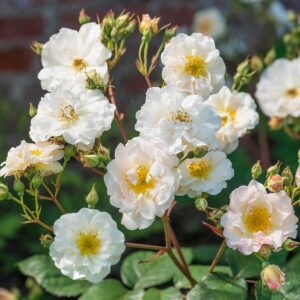 The Rose 'Penelope' bush blooms with white roses featuring yellow centers, set elegantly against a blurred background of lush greenery and a rustic brick wall.