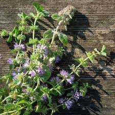 A Mint 'Pennyroyal' 4" Pot with vibrant purple blooms rests on a weathered wooden surface, its leaves and flowers casting delicate shadows in the sunlight.