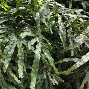 A close-up of lush, green foliage with long, narrow leaves overlapping each other in natural light. The Pteris 'Jungle Brake Fern' 6" pot adds wild elegance to any space while thriving beautifully.