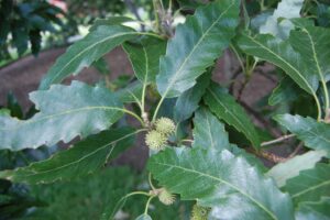 Close-up of green serrated leaves and small spiky seed pods on a Quercus 'Chestnut Leaved Oak' in an 8" pot within a garden setting.