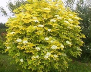 The Sambucus 'Golden Elderberry' 10" Pot is a large, rounded shrub with bright yellow-green leaves and white flower clusters, ideal for adding vibrant color to your outdoor garden.