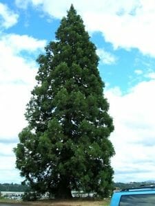 A Sequoiadendron 'Giant Sequoia Tree' 10" Pot, tall and conical with dense green foliage, stands alone outdoors beneath a partly cloudy sky, with a blue vehicle partially visible in the foreground.
