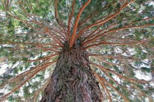 Admiring the Sequoiadendron 'Giant Sequoia Tree' in a 10" pot, its towering stature and textured bark captivate, with branches stretching out covered in lush green leaves beneath a clear sky.