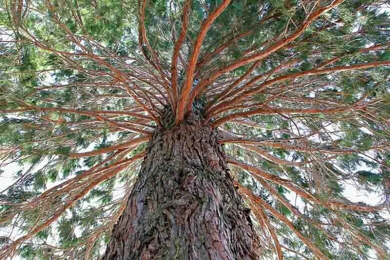Admiring the Sequoiadendron 'Giant Sequoia Tree' in a 10" pot, its towering stature and textured bark captivate, with branches stretching out covered in lush green leaves beneath a clear sky.