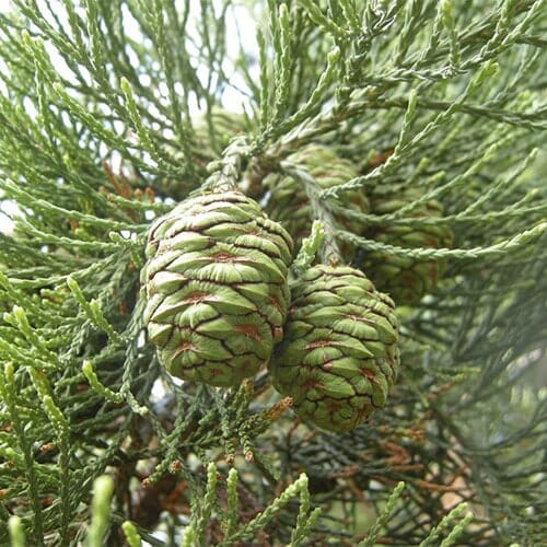 Two green pine cones grow on a branch of the Sequoiadendron 'Giant Sequoia Tree' 10" Pot, with dense, needle-like foliage in the background.