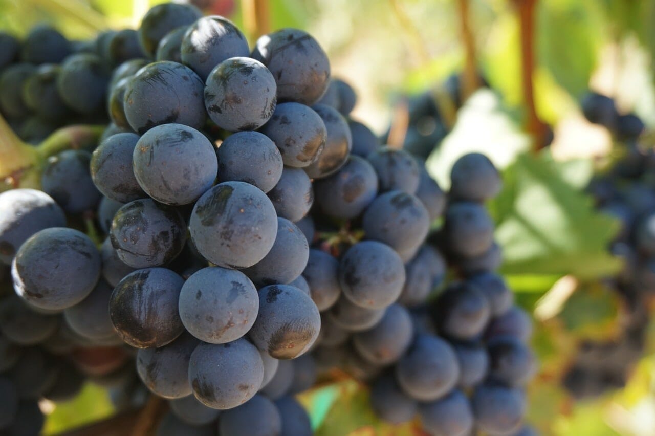 Close-up of a cluster of ripe dark purple Vitis 'Shiraz' Wine Grape 8" Pot grapes hanging on a vine, with green leaves in the background.