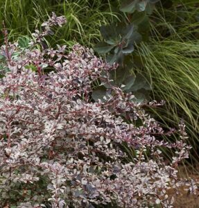 The Berberis 'Silver Miles' Japanese Barberry in an 8" pot features slender branches and purple-tinted leaves, offering a striking contrast to lush green foliage in any garden.