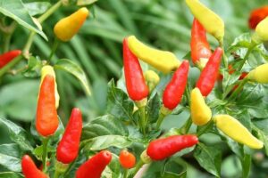Close-up of Capsicum 'Tabasco' Chilli Peppers in vibrant red, orange, and yellow, thriving on lush green plants in a 4" pot.