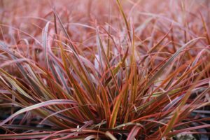 A close-up highlights the vibrant red and green narrow, pointed leaves of Uncinia 'Belinda's Find', thriving in a 6" pot with its unique blend of colors and textures.