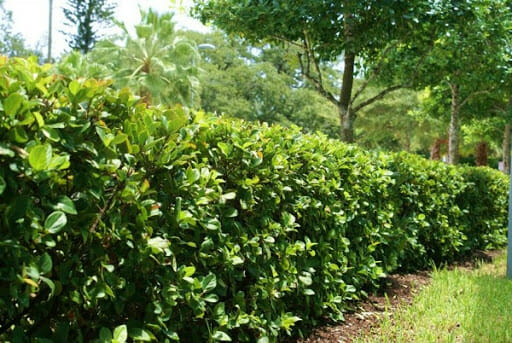 A neatly trimmed Viburnum 'Quick Fence™' 8" Pot hedge lines a grassy area beside trees, with sunlight filtering through the leaves—a natural green barrier.