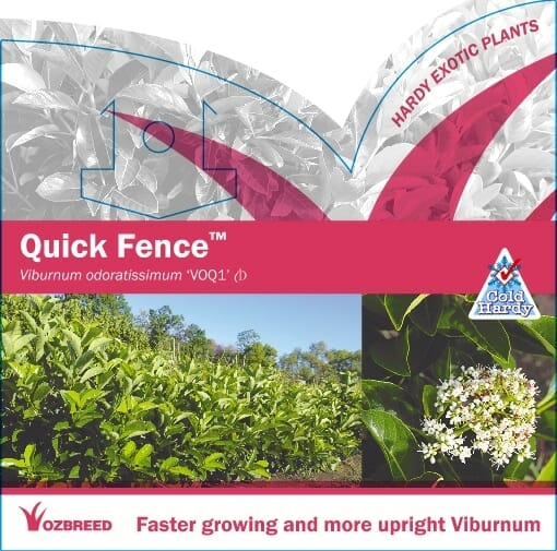 Plant label for Viburnum 'Quick Fence™' 8" Pot, with images of the plant and flowers, plus branding details such as "Ozbreed" and "Cold Hardy.