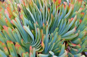 Close-up of vibrant green Aloe 'Fan Aloe' succulents with red-tipped leaves in a lush, dense arrangement, ideal for a striking display in a 12" pot.