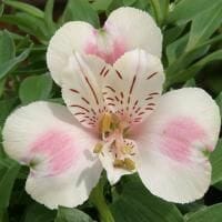 Close-up of Alstroemeria 'Little Miss Natalie' Princess Variety in a 7'' pot, showcasing its white petals with pink accents and striped details, surrounded by green leaves.