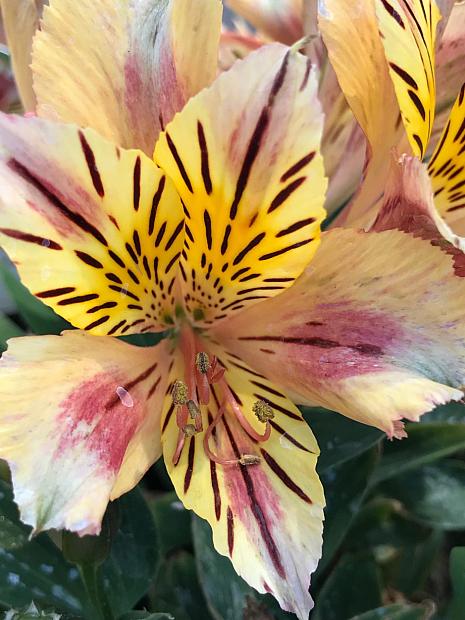 Close-up of a vibrant Alstroemeria 'Sara' Princess, showcasing its yellow and pink petals with dark stripes and speckles in a charming 7'' pot, bringing life to any space.