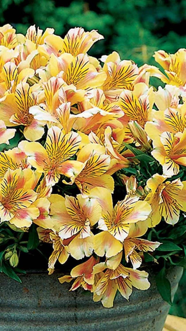 The Alstroemeria 'Sara' Princess Variety features yellow and orange blooms with striped petals in a 7'' pot, displayed against a blurred green background.