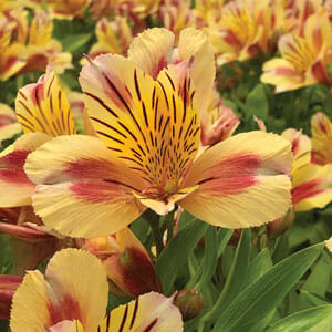 Close-up of Alstroemeria 'Sara' Princess Variety flowers with yellow-orange petals, red streaks, and green leaves in a 7'' pot, surrounded by more vibrant blooms in the background.
