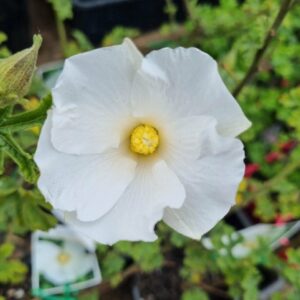 Close-up of Alyogyne Native Hibiscus 'White' blossom, with a yellow center, surrounded by green leaves.