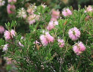 Callistemon 'Sweet Burst™' in a 6" pot features green leaves and clusters of small, fluffy pink flowers. Perfect for natural outdoor settings.