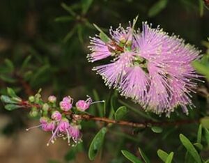 A close-up of vibrant pink bottlebrush flowers with green leaves, showcasing the Callistemon 'Sweet Burst™' thriving in a 6" pot.