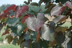 A beautiful Cercis 'Merlot' Eastern Redbud 13" Pot features large, heart-shaped leaves in striking red and green hues, set against a subtly blurred outdoor background.