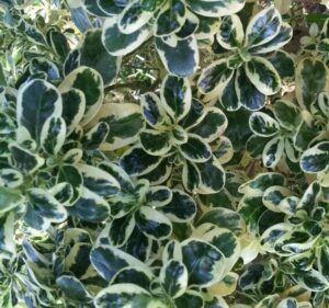 The close-up highlights the lush, patterned texture of dense foliage in a 6" pot, showcasing dark green leaves edged in cream. These glossy, oval-shaped leaves are akin to the allure of Coprosma 'Marble Queen'.