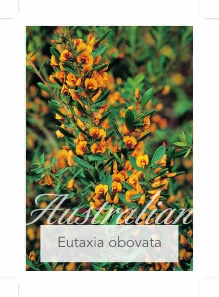 Close-up of Eutaxia 'Bacon and Egg Plant' 6" Pot, an Australian native with small oval green leaves and clusters of yellow-orange flowers.